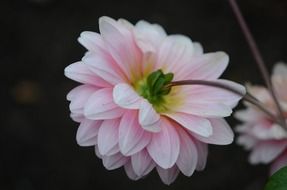 photo of natural delicate flower