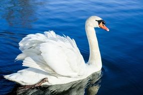 Swan floating on blue water close-up