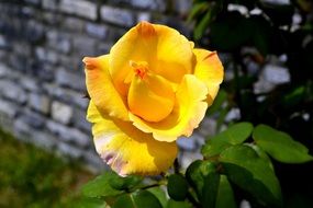 Yellow rose in the green garden