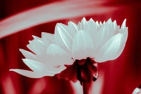 red screne white bloom