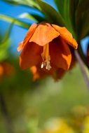 cute flower close-up