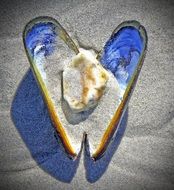 pearl shell like a heart in the sand