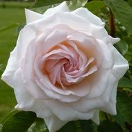 white rose with a pink center