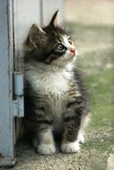 kitten near the wall on the street