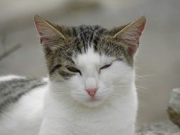 wink cats in the street
