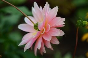 pink flower macro