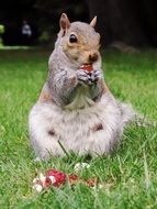 cure eating squirrel