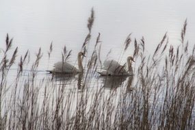 two white swans are swimming after each other in a pond