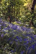 nice bluebells flowers