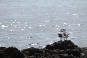 two seagulls together on stone at sea