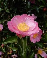 pink camellia on stems close up