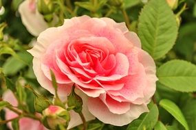 open rose bud with green leaves on a bush