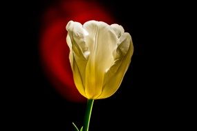 Tulip in the glare of light on a dark background