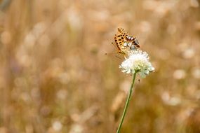 Butterfly on a white flower