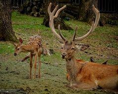 mature and young deers on grass beneath trees