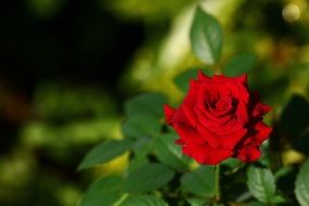 red rose on a green bush close up
