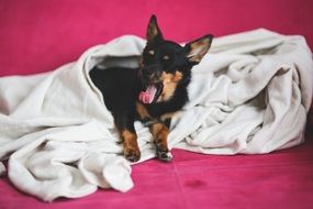 yawning puppy