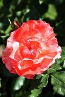 picture of the pink rose flower