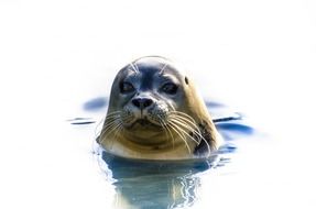 clipart of head of grey seal above water