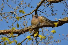 wonderful pigeons couple