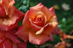 orange rose bush in the garden