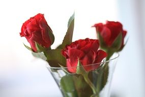 red roses in a vase close-up on blurred background