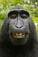 macaca nigra selfie