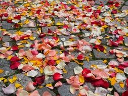 rose petals for wedding