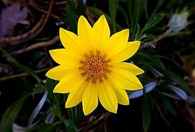 Natural yellow flower in a garden