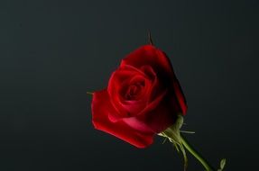 red rose on the black background