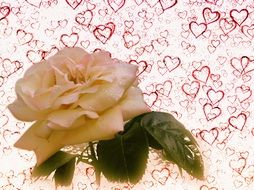 white rose on a background with hearts