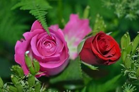 different roses close-up on a blurred background