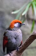 exotic red-winged laughingthrush