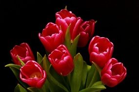 bouquet of pink tulips on a black