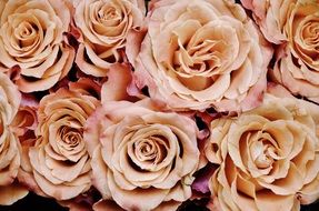 wonderful roses flower