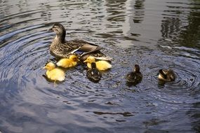 Duck family on pond