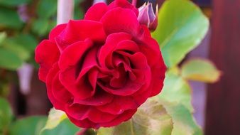 beauty red rose blossom