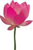 pink open lotus flower, illustration