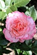 A lush rose on a bush