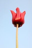 The single tulip on the background of blue sky