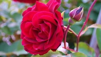 Red rose with buds on bush