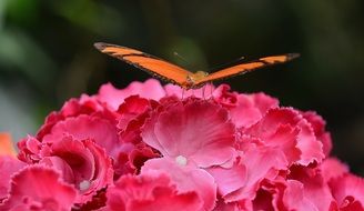 butterfly on the bouquet of pink flowers