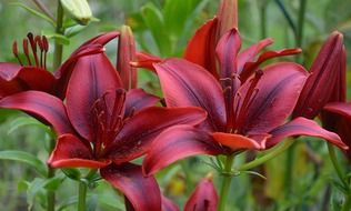 dark red lilies on stems close up
