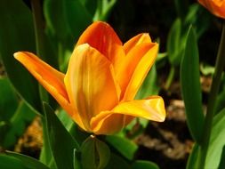 bright yellow tulip in the garden