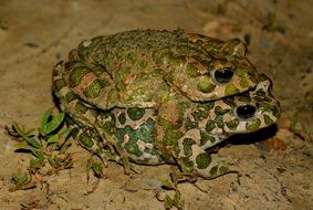 mating frogs on the ground