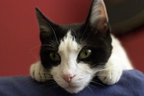 portrait of black and white cat on the sofa