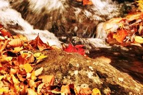 wonderful autumn leaves