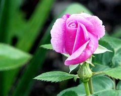 pink rose and green bud