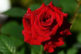 Closeup photo of red rose flower