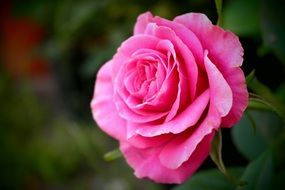 gentle rose flower